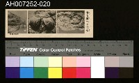 藏品(じをり型學習博物館：昔を教へる化石)的圖片